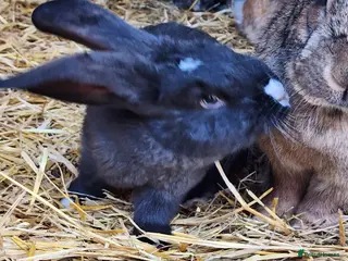 Continental Giant rabbits Continental Giant Babies - Advert 2
