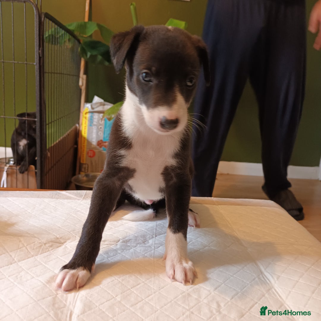 Whippet dogs for sale: 2 whippet pups left ( 1 bitch & 1 boy) - Image 12