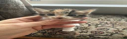 Mixed Breed cats for sale: Mix litter of beautiful kittens - Advert 6