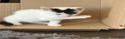 Mixed Breed cats for sale: 8 kittens from litter of 11 - Advert 3