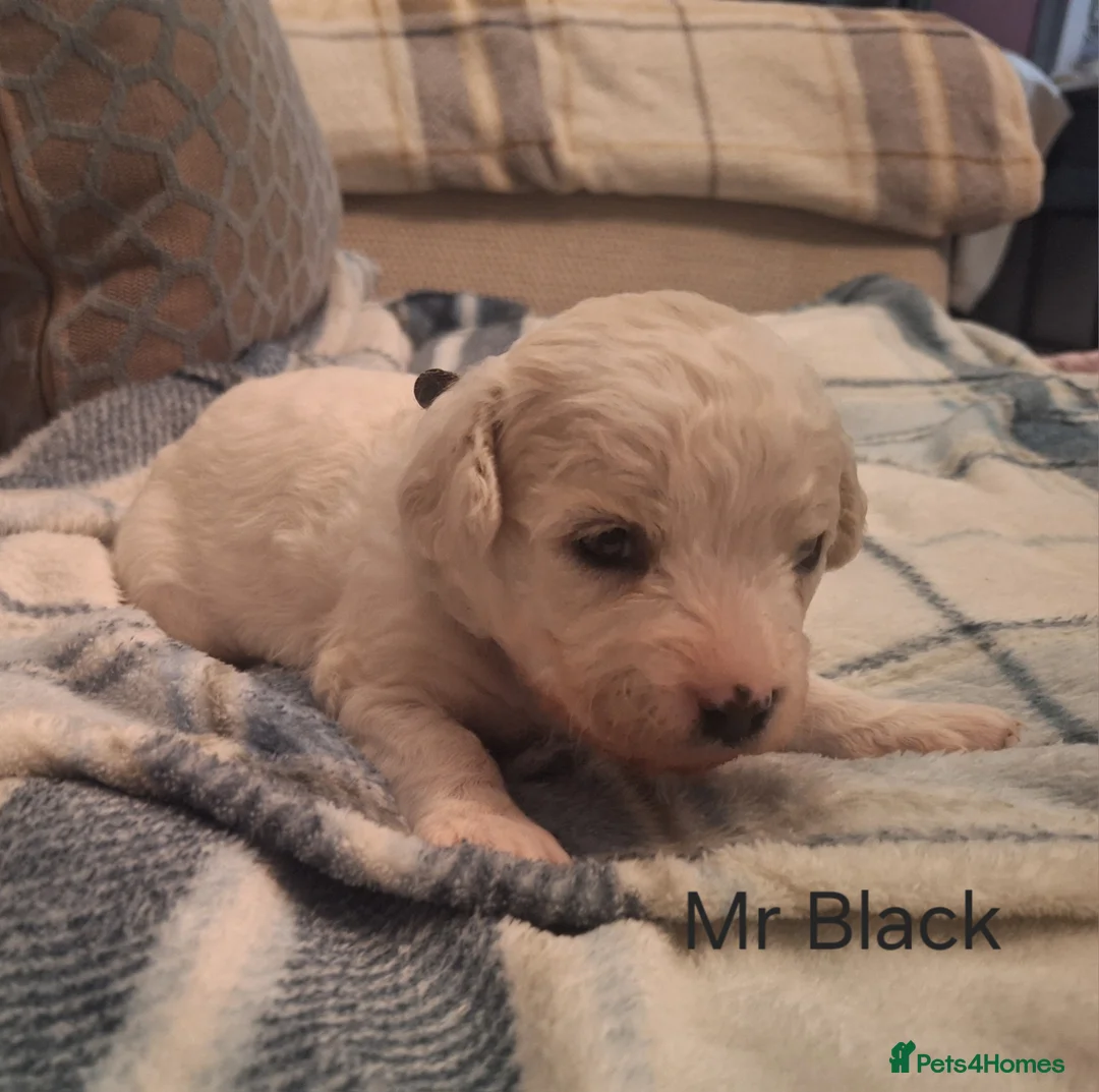 Cavachon dogs for sale: Beautiful Cavachon Puppies Needing Forever Homes - Advert 7