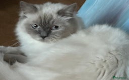Ragdoll cats for sale: Beautiful Sealpoint Ragdoll For Sale - Image 1