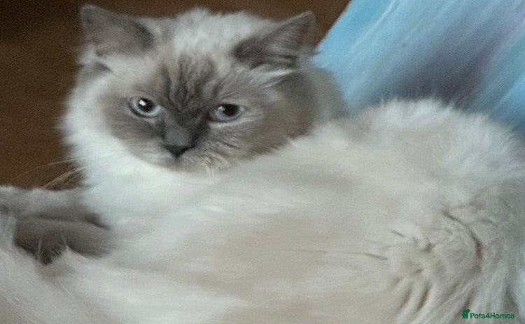 Ragdoll cats - Advert 1