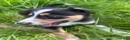 Mixed Breed dogs for sale: Beautiful tri colour border collie pups - Advert 24