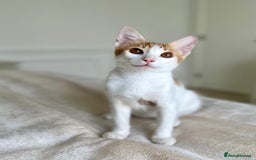 Arabian Mau cats for adoption: Male Kitten for Indoors Only Adoption - Image 10