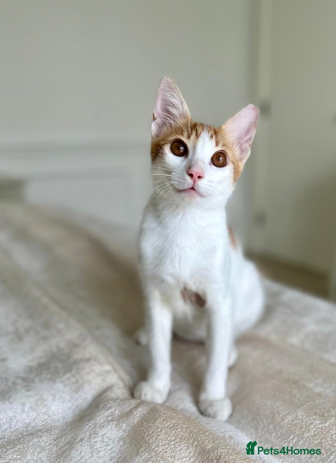 Arabian Mau cats for adoption: Male Kitten for Indoors Only Adoption - Image 10