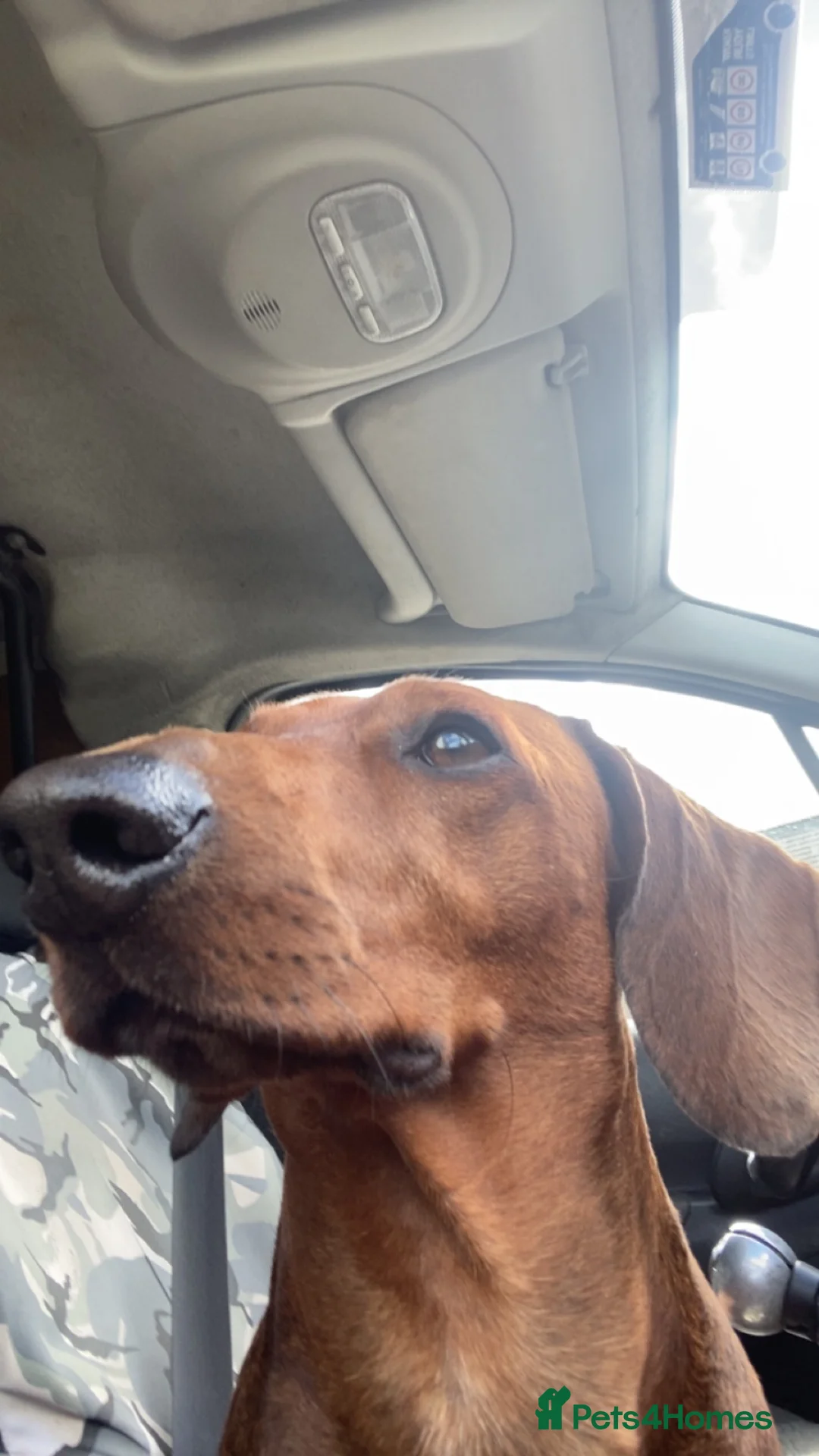 Dachshund dogs for stud: 2 year old dachshund for stud  - Advert 9
