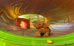 Toy Poodle dogs for sale: Adorable Toy Poodle Puppies  - Image 9