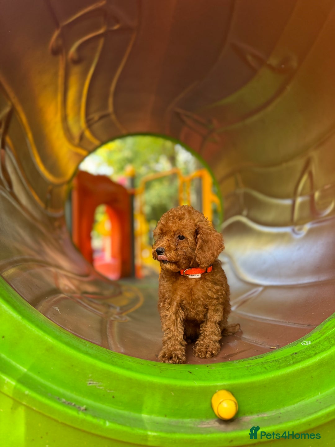 Toy Poodle dogs for sale: Adorable Toy Poodle Puppies  - Image 9