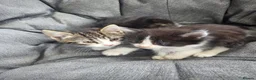 Mixed Breed cats for sale: Kittens for sale in Guildford - Advert 4