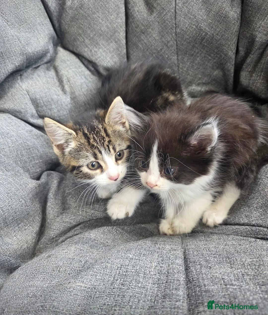 Mixed Breed cats for sale: Kittens for sale in Guildford - Advert 4