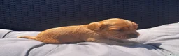 Cocker Spaniel dogs for sale: Beautiful Cocker spaniels puppies in Bristol in Bristol - Advert 5