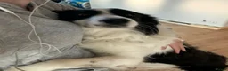 Border Collie dogs for sale: Beautiful Border Collie Puppies - Advert 16