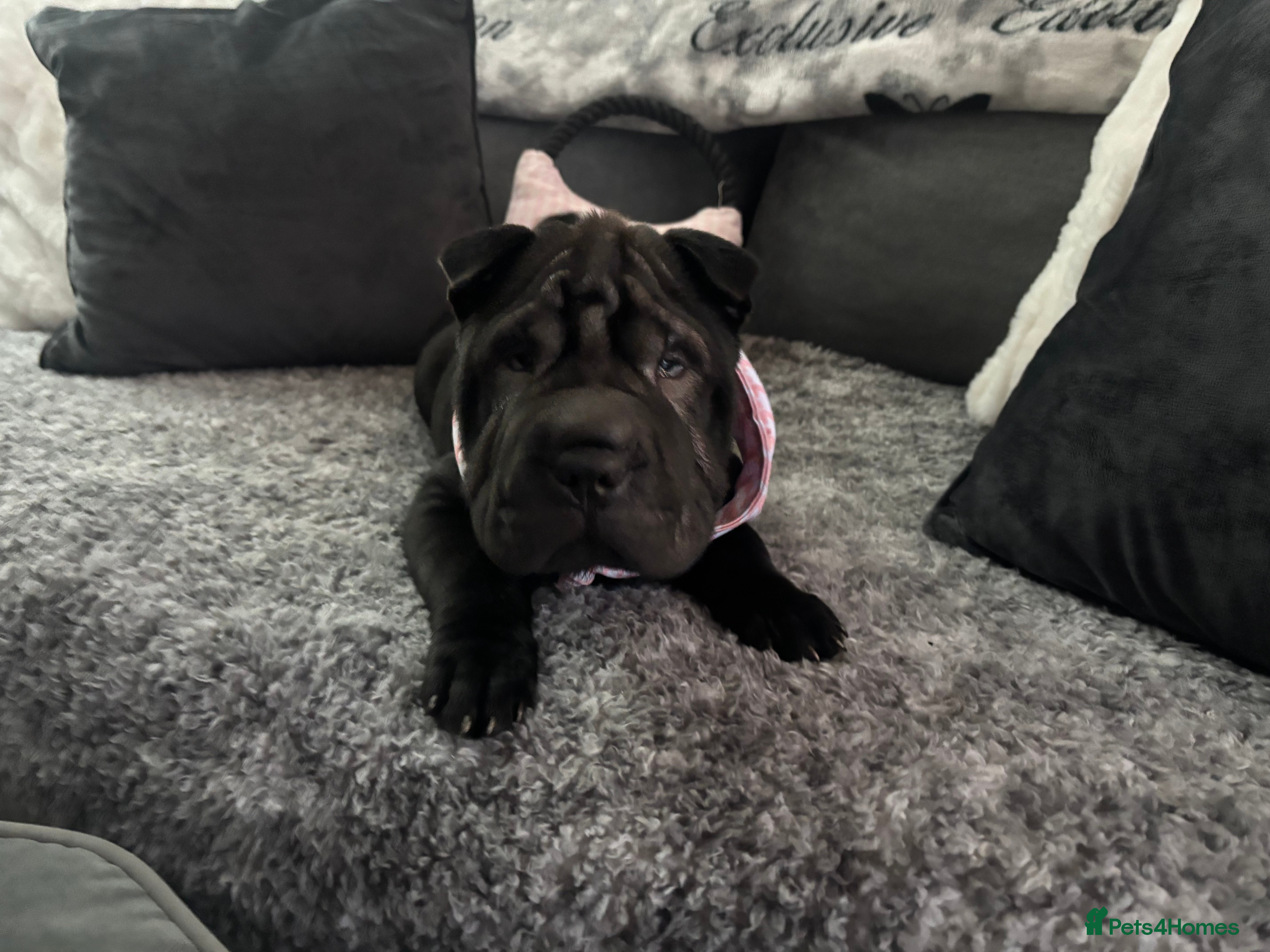 Shar Pei dogs Shar pei puppies - 1 Black girl REDUCED! £500 - Advert 1