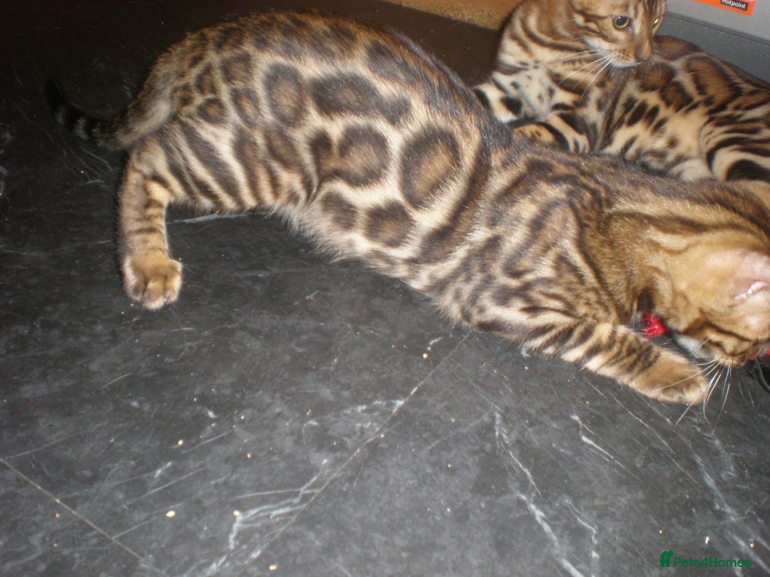 Bengal cats for sale: Only 1 Beautiful Bengal Kittens Ready to leave now in Manchester - Image 2