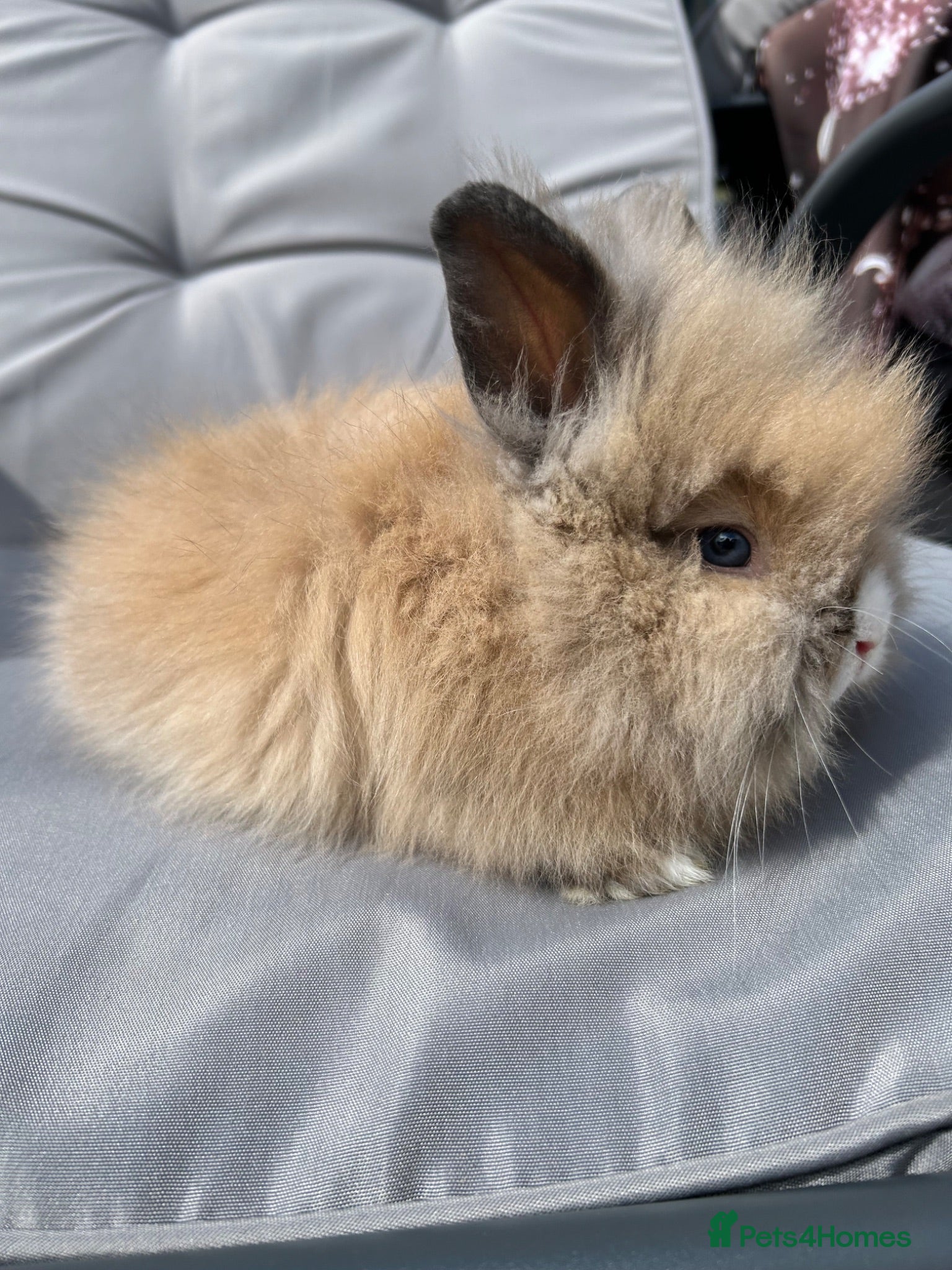 Lionhead rabbits 🦋Pure breed Teddy lionheads 🦋 - Advert 1
