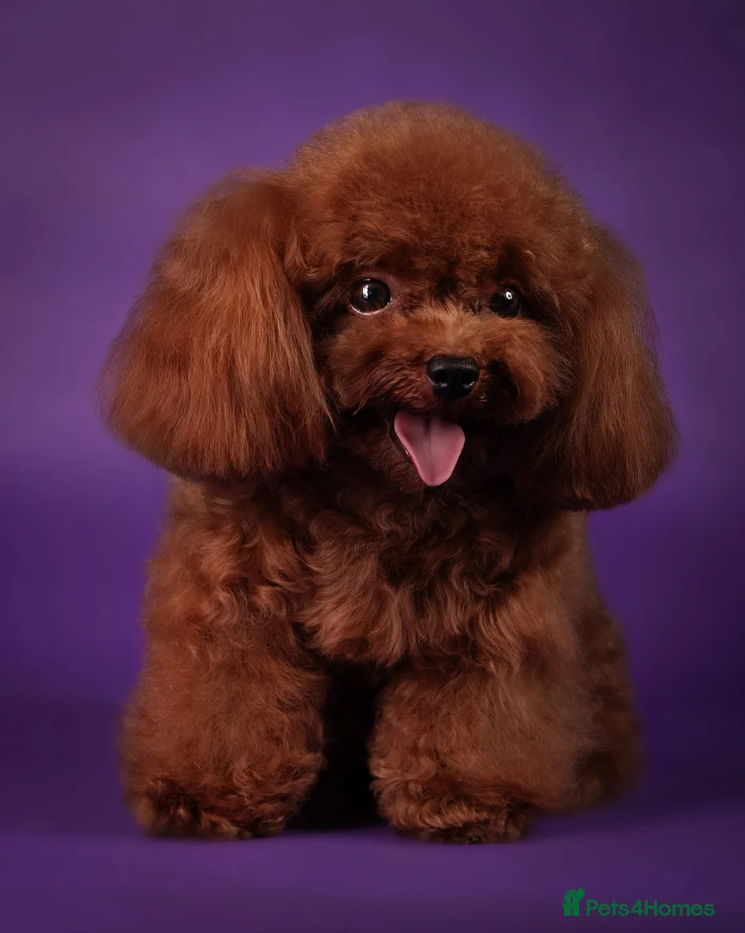 Miniature Poodle dogs for stud: Asian Toy Poodle - TEDDYCUP in Kettering - Advert 4