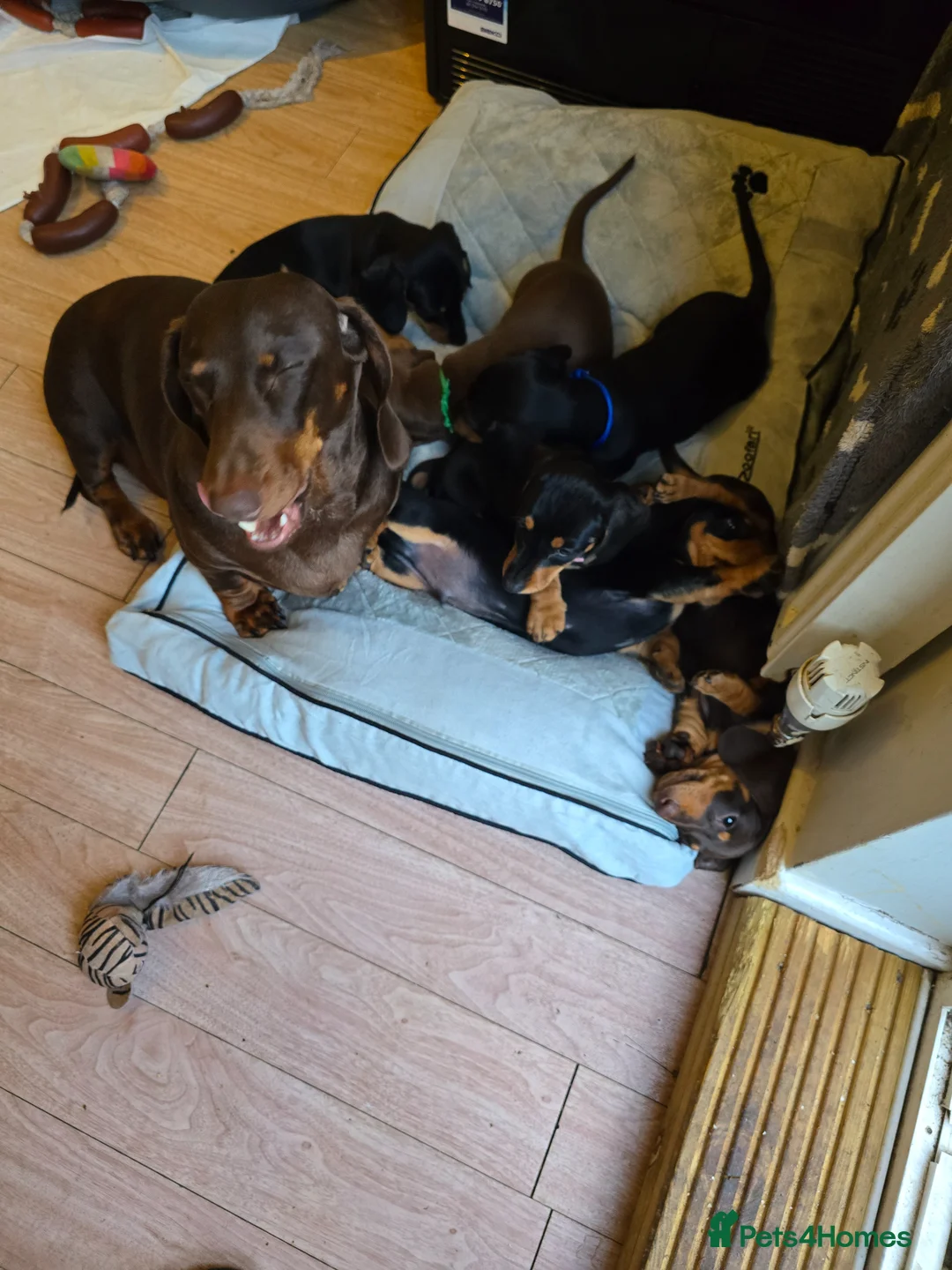 Dachshund dogs for sale: Beautiful short hair dachshund puppies in Bournemouth - Advert 2