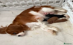 Cavalier King Charles Spaniel dogs for sale: Ruby boys kc cavalier King Charles puppies  - Image 15