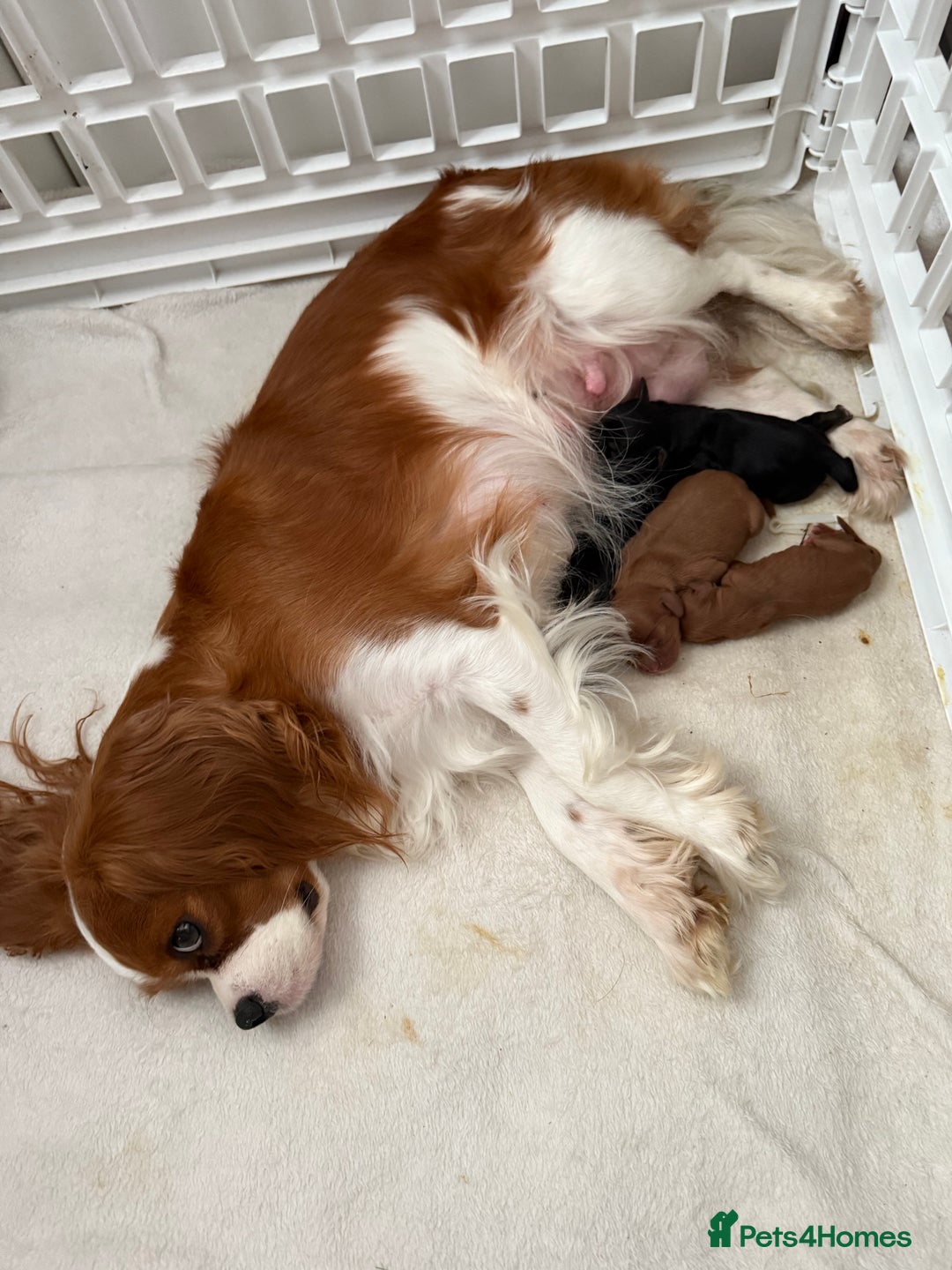 Cavalier King Charles Spaniel dogs for sale: Ruby boys kc cavalier King Charles puppies  - Image 15