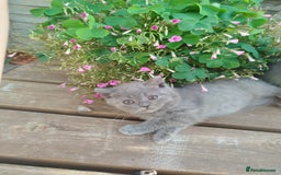 British Shorthair cats for sale: Beautiful kittens  - Image 5