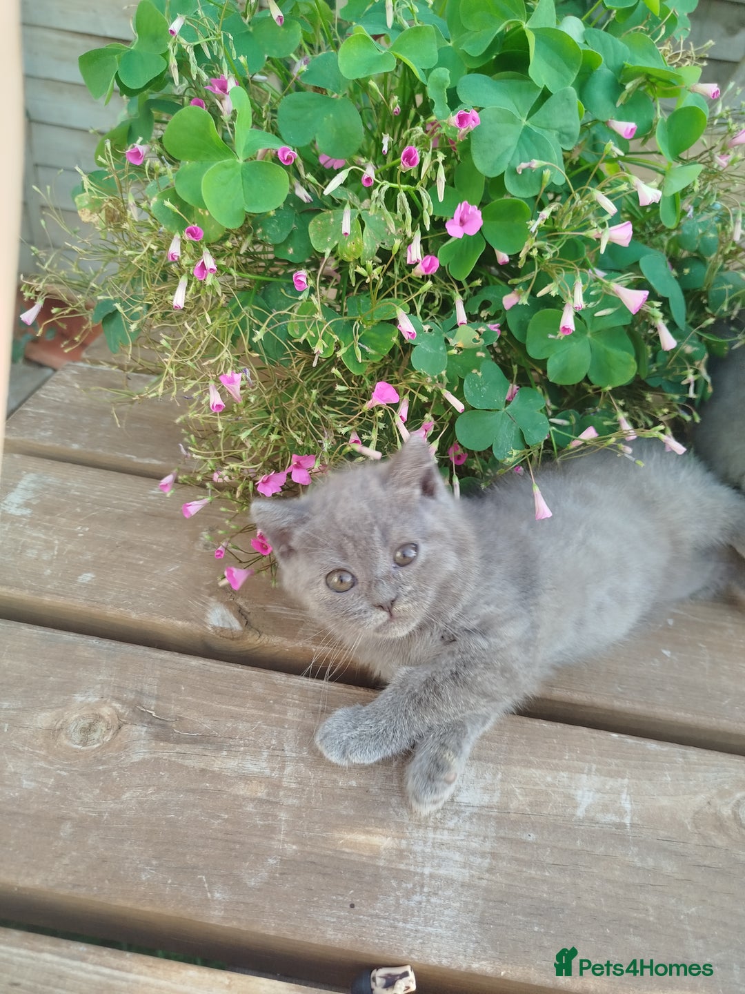 British Shorthair cats for sale: Beautiful kittens  - Image 5