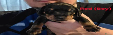 Miniature Dachshund 2