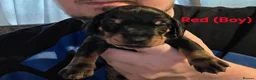 Miniature Dachshund dogs for sale: Wonderful litter of black & tan pups - Advert 4