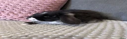 Mini Lop rabbits for sale: Beautiful Mini Lop Rabbits for sale - Advert 5