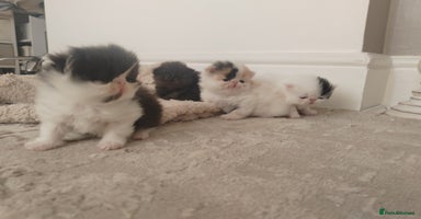 Persian cats in Romford - Advert 3