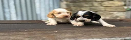 Cocker Spaniel dogs for sale: Stunning health tests show cockers  - Advert 13