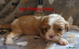 Cavalier King Charles Spaniel dogs for sale: DNA TESTED CAVALIER KING CHARLES  - Image 4