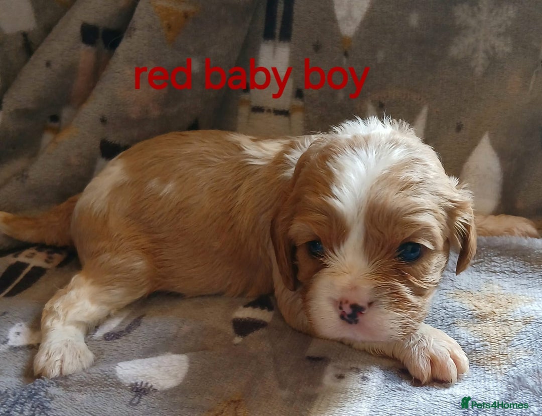 Cavalier King Charles Spaniel dogs for sale: DNA TESTED CAVALIER KING CHARLES  - Image 4