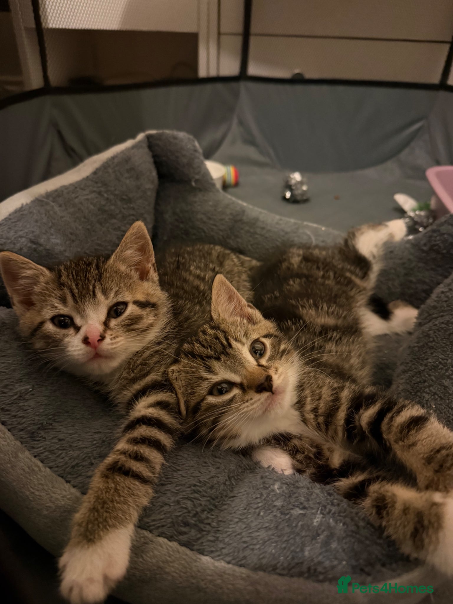 Mixed Breed cats Bonded Rescue Kittens - Must Stay Together - Advert 1