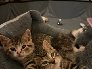 Mixed Breed cats Bonded Rescue Kittens - Must Stay Together - Advert 1