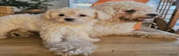 Cavapoochon dogs for sale: A beautiful Cavapoochon girl reade to leave now  - Advert 3