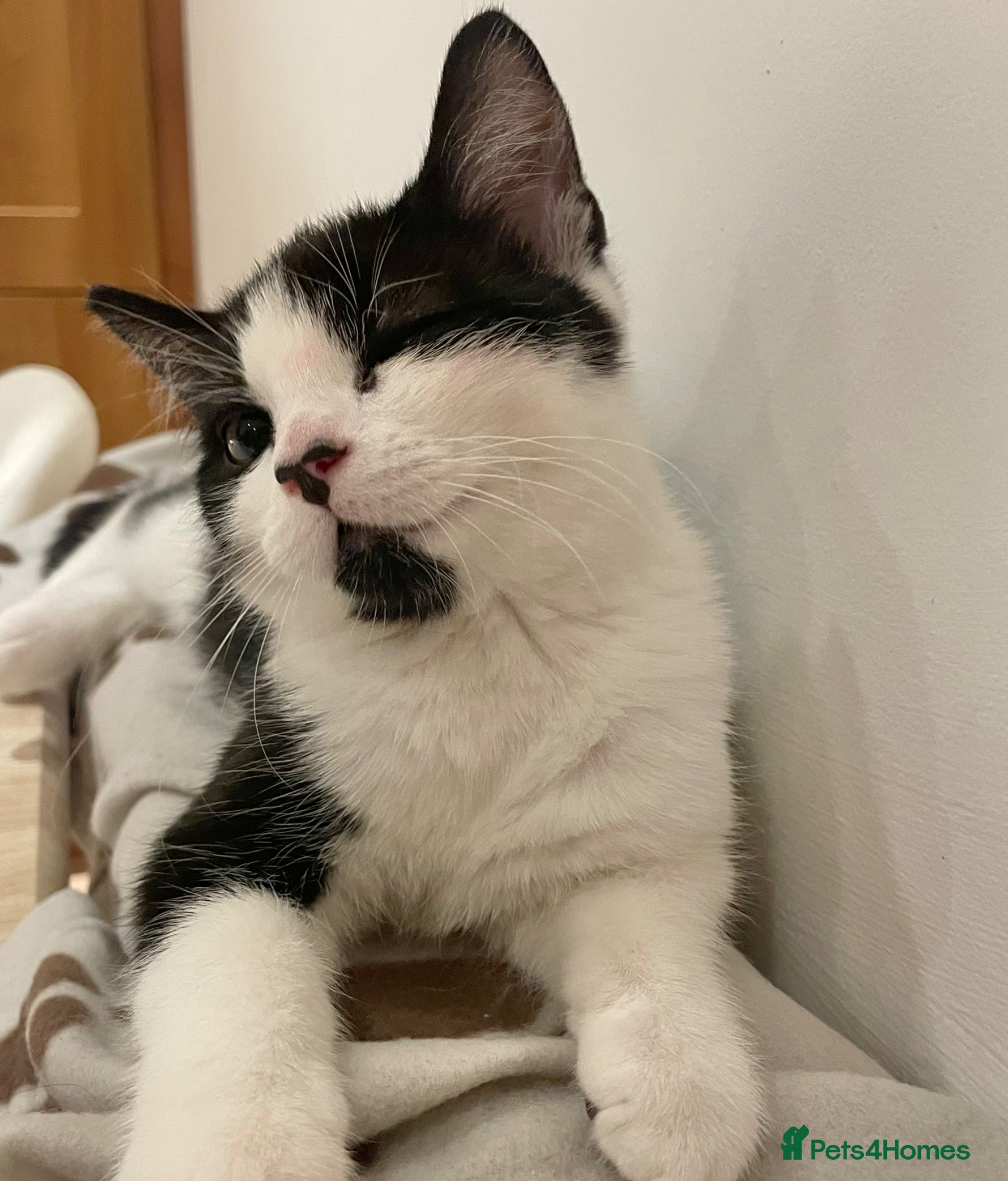 Domestic Shorthair cats Cat with behavioural issues  - Advert 3