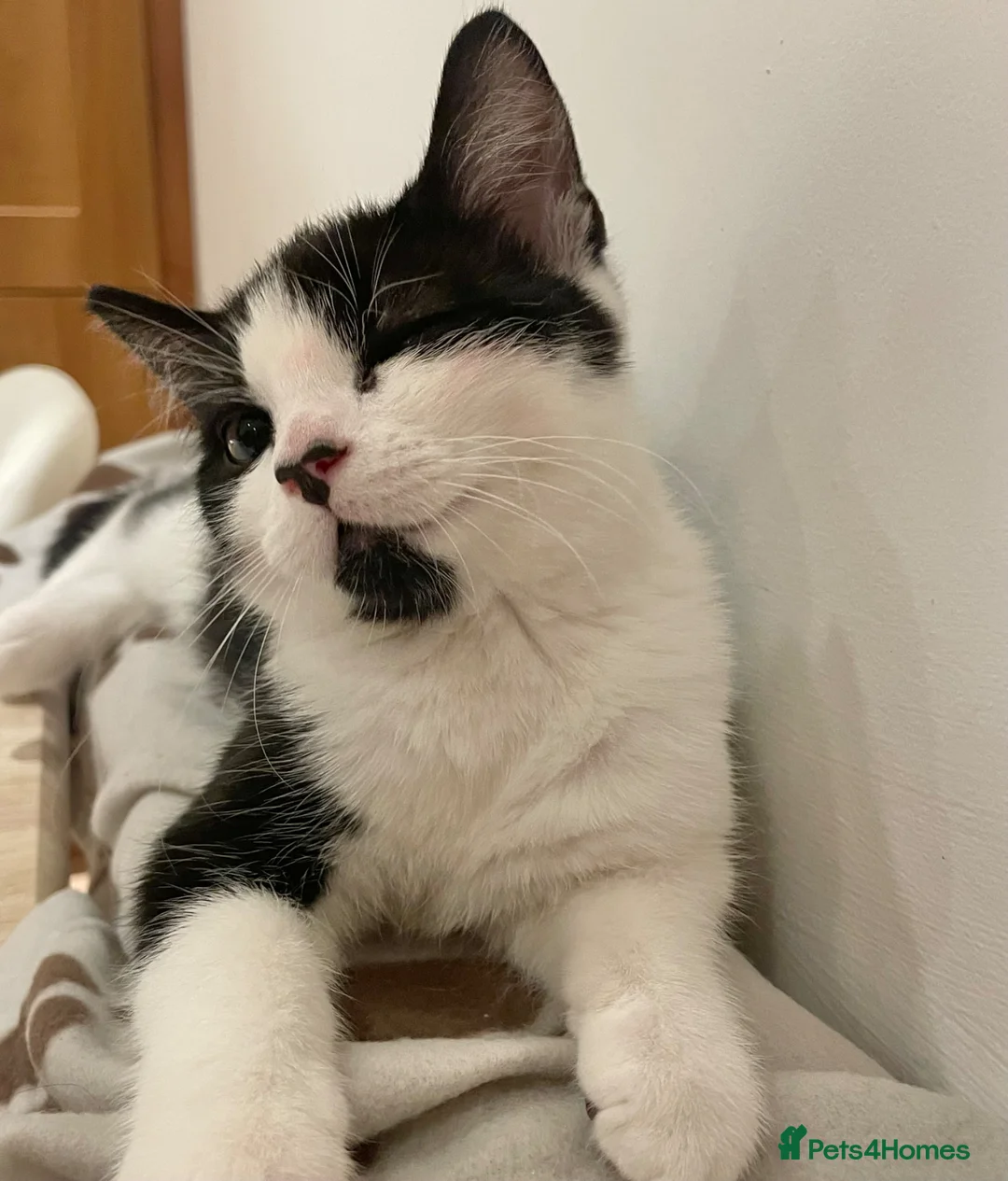 Domestic Shorthair cats for sale: Cat with behavioural issues  - Advert 1