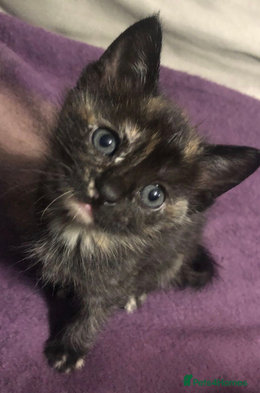 Mixed Breed cats Cute torti  kitten  (8 weeks old ) - Advert 1