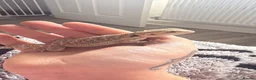 Bearded Dragon reptiles for sale: 6 week old friendly bearded dragon  - Advert 3