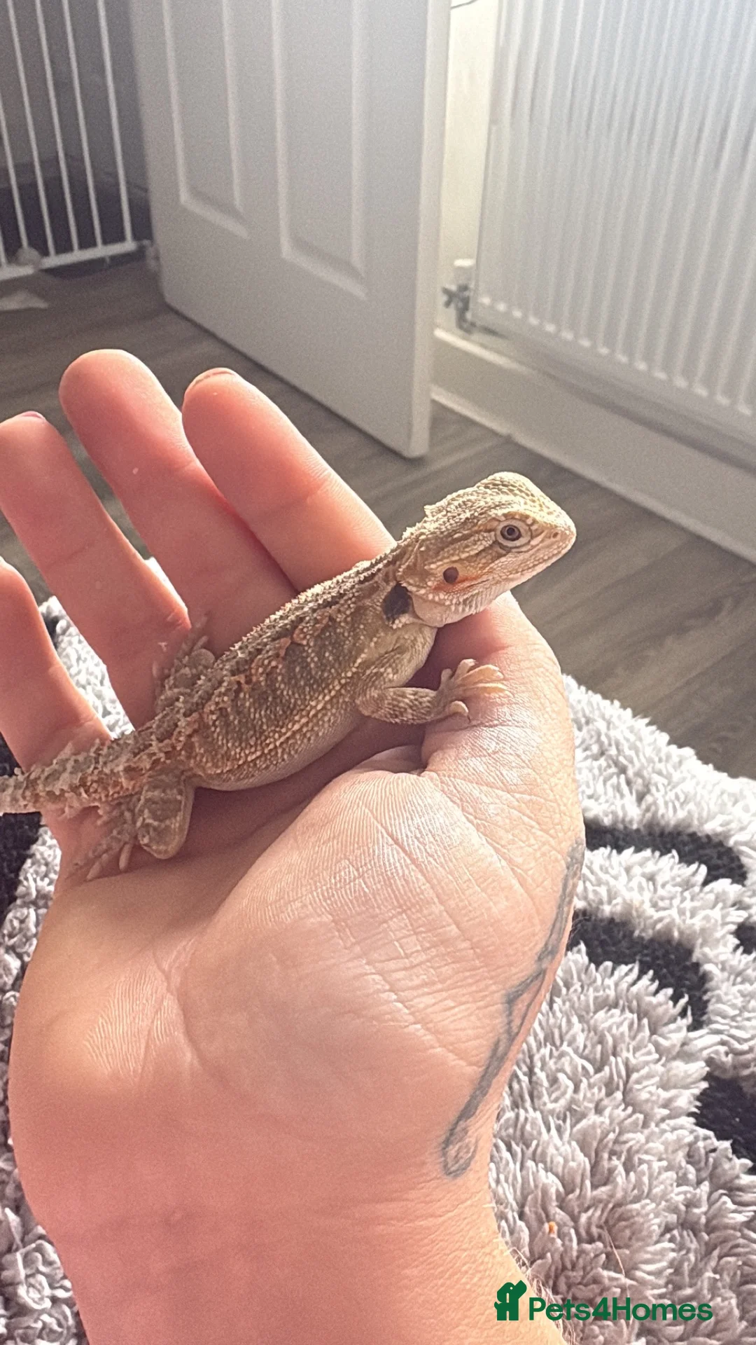 Bearded Dragon reptiles for sale: 6 week old friendly bearded dragon  - Advert 3