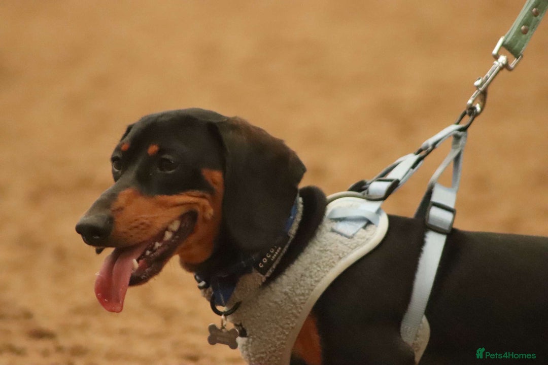 Dachshund dogs for stud: For stud June’s Legacy  - Advert 3