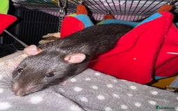 Rat rodents for sale: Rats for sale - Image 10