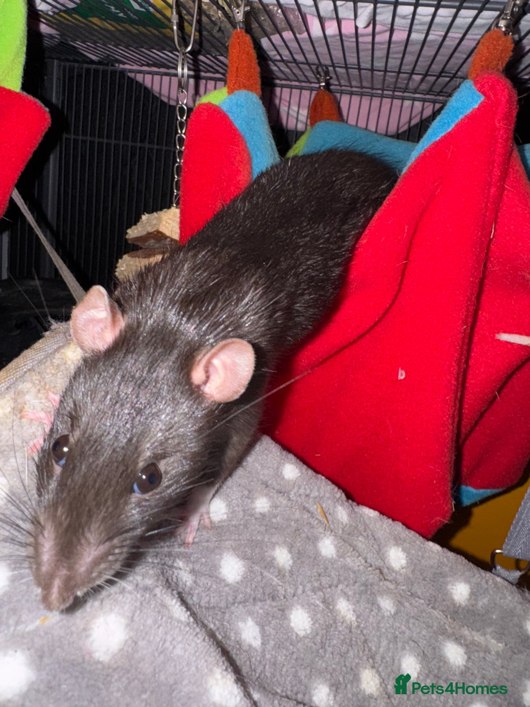 Rat rodents for sale: Rats for sale - Image 10