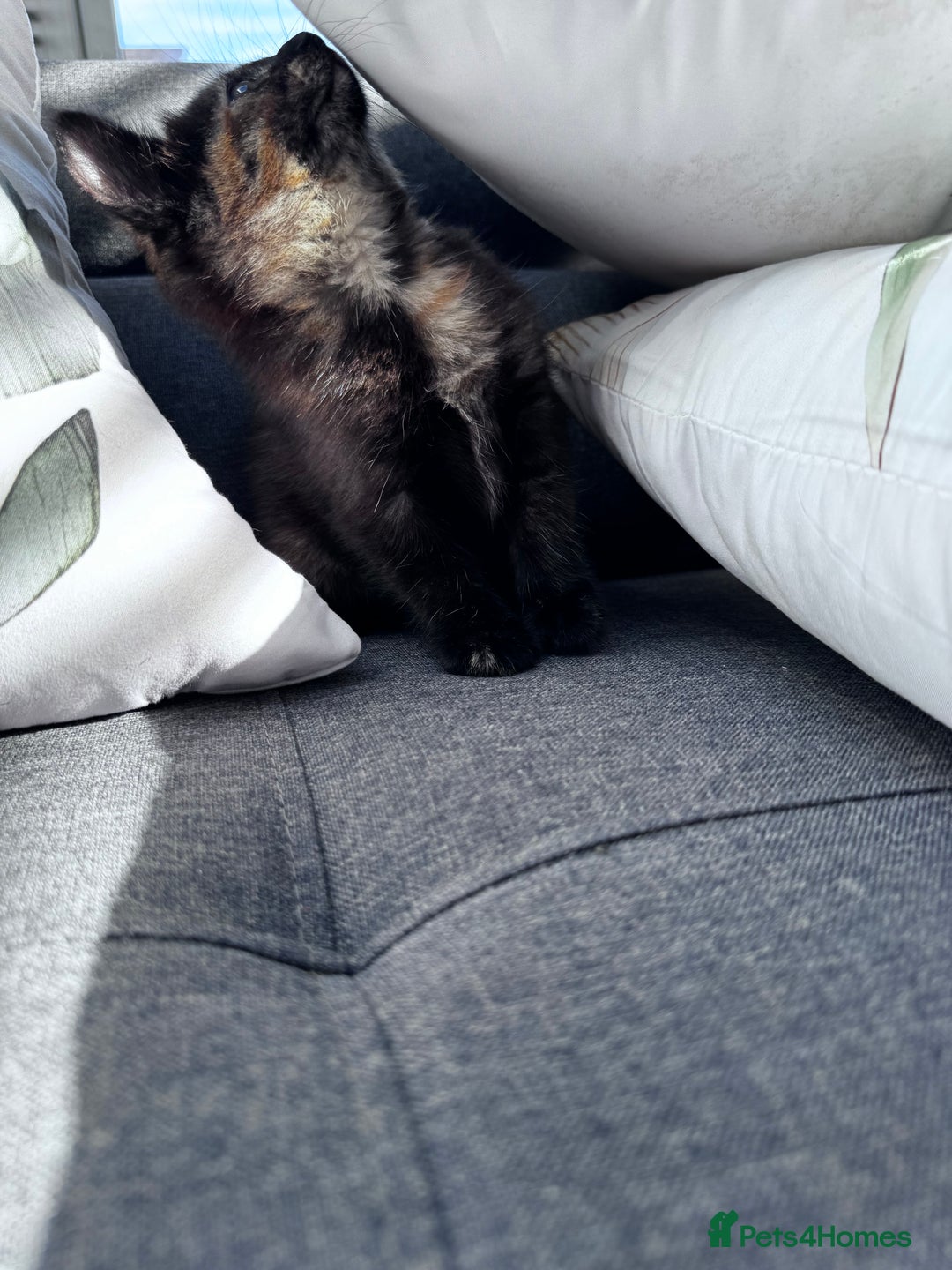 Mixed Breed cats for sale: Two Gorgeous Maine Coon cross Kittens. - Image 6
