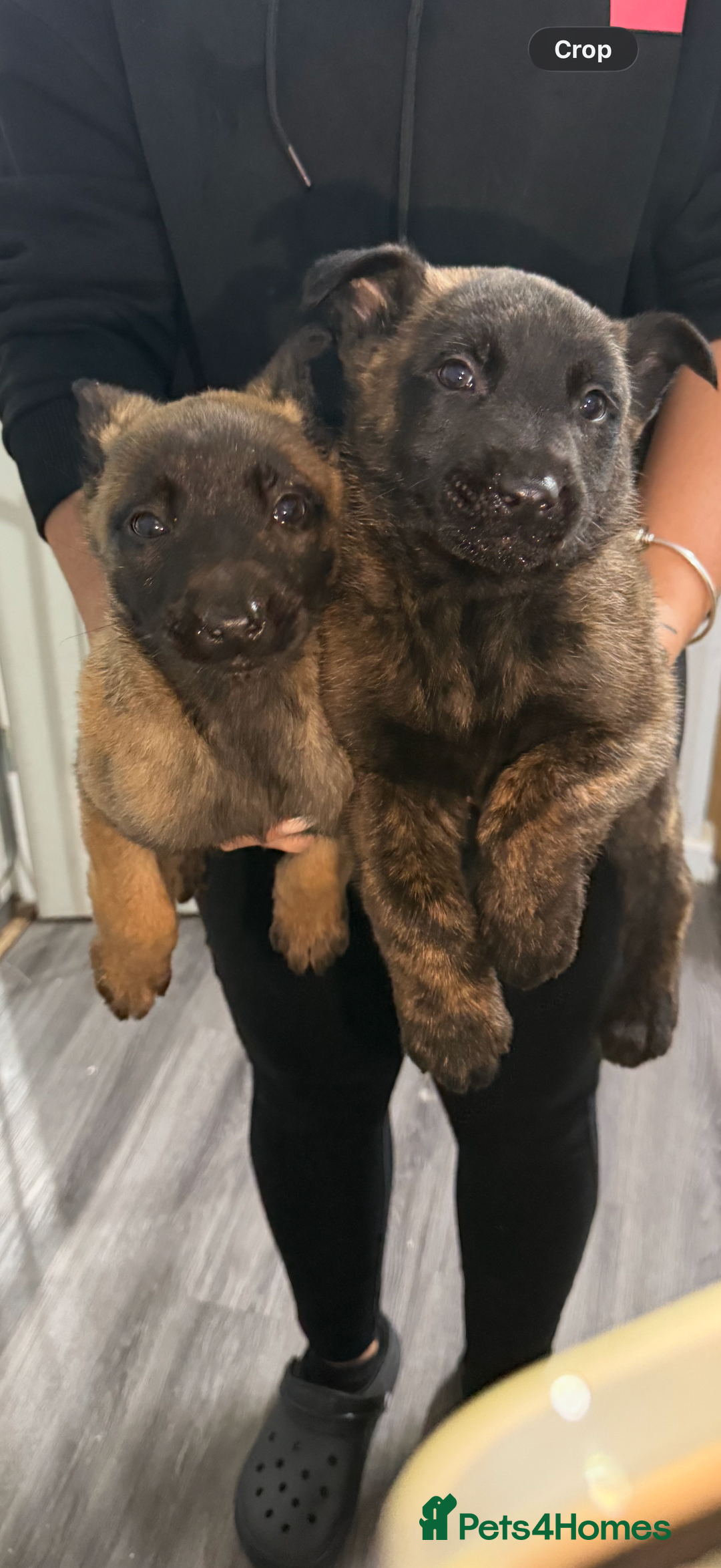 Belgian Shepherd Dog dogs for sale: Belgian Mali Pups - Advert 10