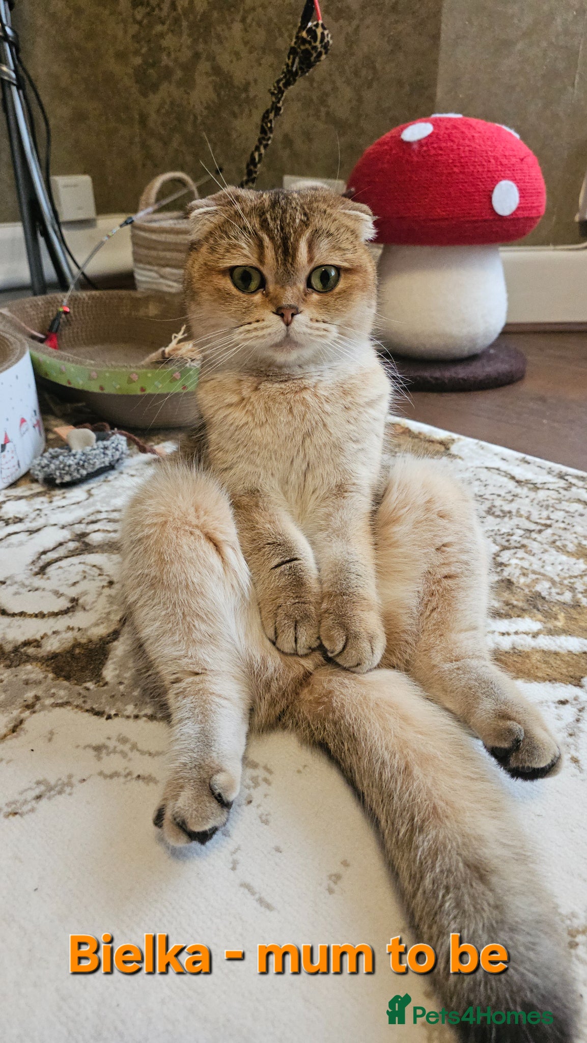 Scottish Fold cats TICA😼LAST STUNNING BOY LEFT😼READY - Advert 8