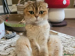 Scottish Fold cats TICA😼LAST STUNNING BOY LEFT😼READY - Advert 8