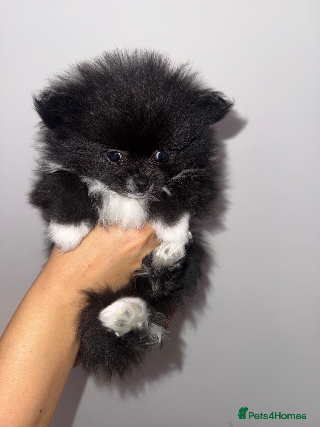 Pomeranian dogs for sale:  Pomeranian puppies  - Advert 5