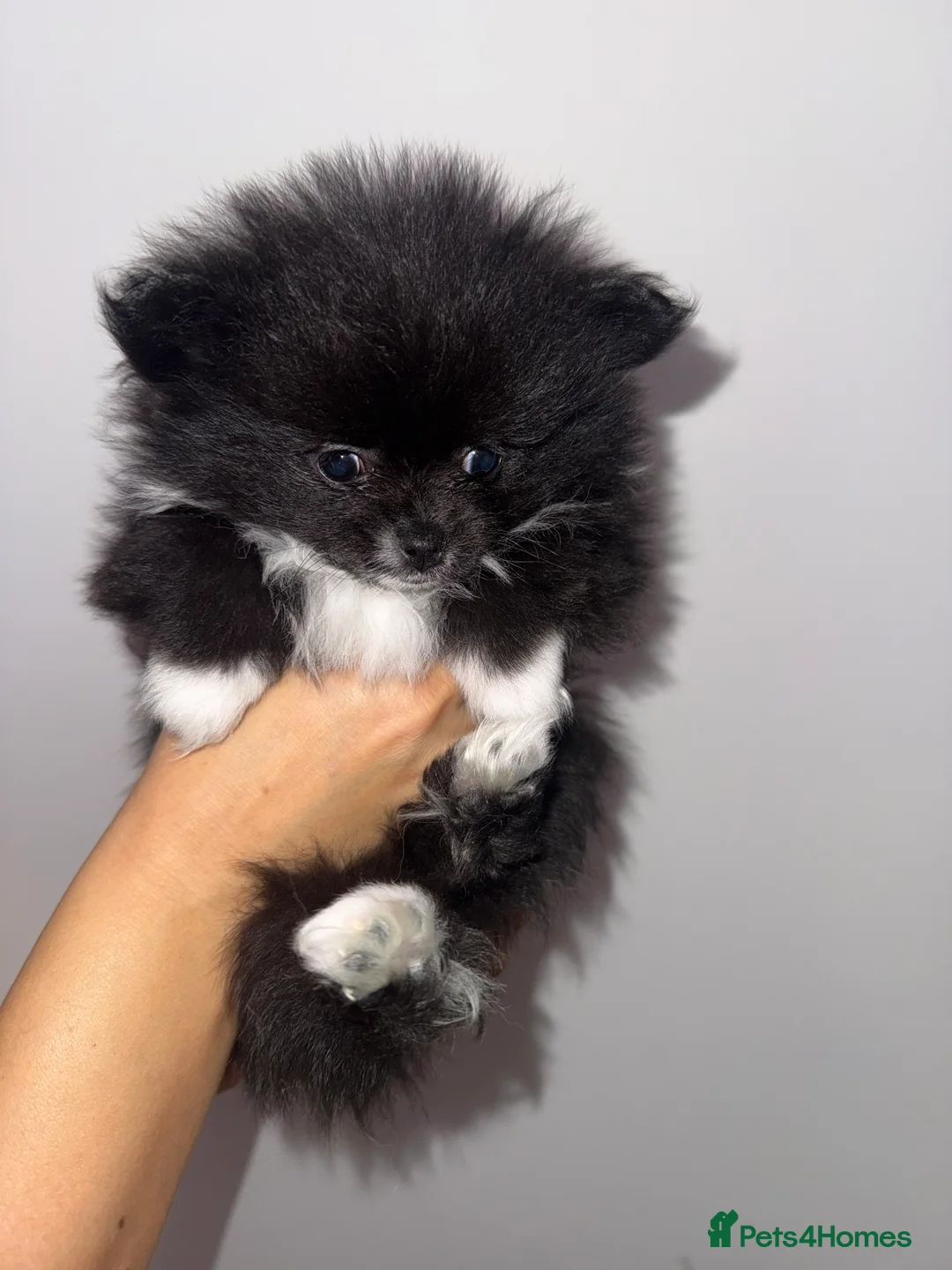 Pomeranian dogs for sale:  Pomeranian puppies  - Advert 5